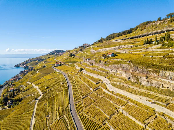 Vista Aérea Com Drone Sobre Vinhas Cor Dourada Outono Lake — Fotografia de Stock