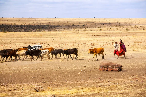 坦桑尼亚塞伦盖蒂 2012年9月 马赛儿童驾驶的牛喝水 — 图库照片