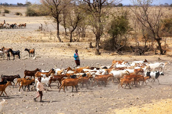 Serengeti Tanzania Września 2012 Koza Bydła Prowadzone Przez Masajów Dzieci — Zdjęcie stockowe