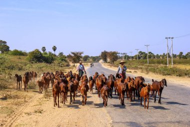 Bagan, Myanmar - 18 Ocak 2017: Kadın çiftçiler herder ülkede yol otlatma için onların keçi ile