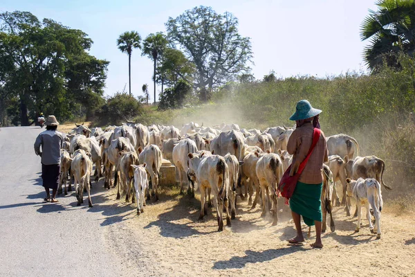 Agricultores Pastores Com Suas Vacas Para Pastoreio Estrada Rural — Fotografia de Stock