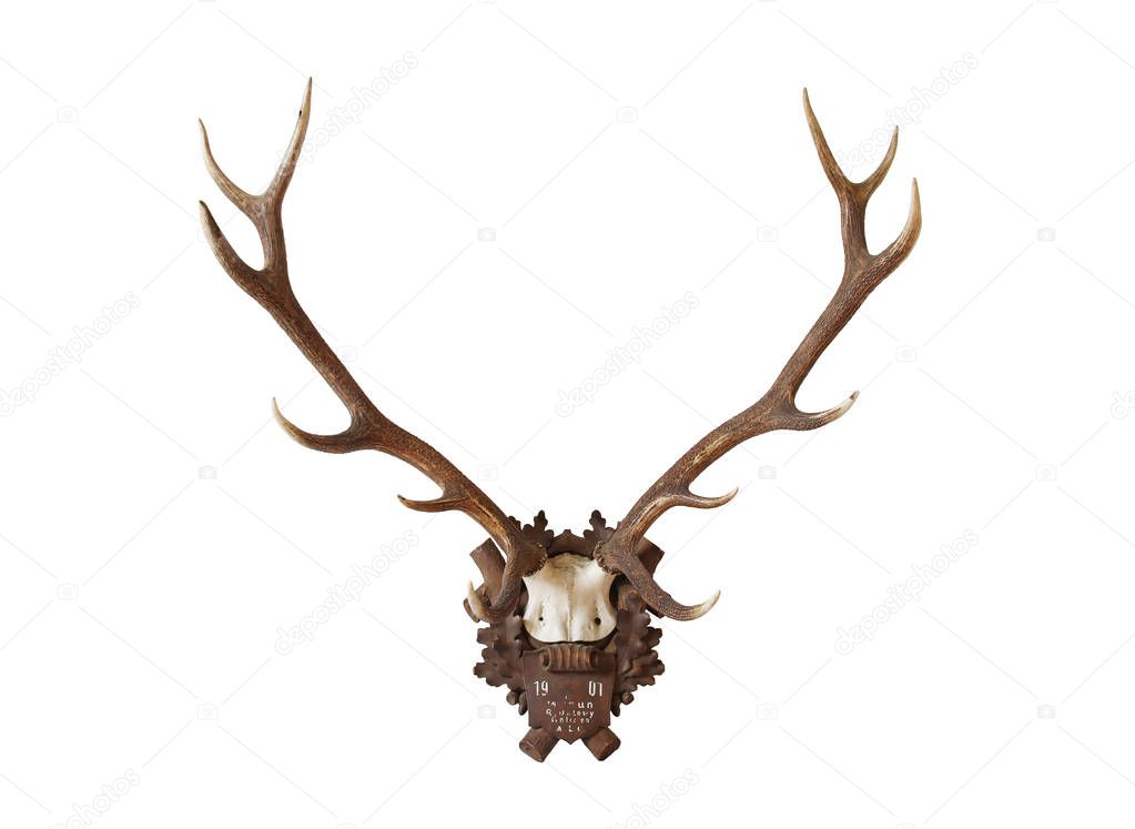 Antlers from a huge stag mounted on wood board, hunted in 1901