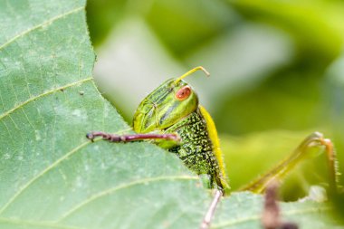 Çekirge bir yaprak - makro çekim yiyor