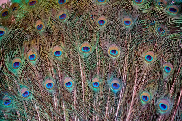 Feather Pattern Male Peacock Backgrund — Stock Photo, Image
