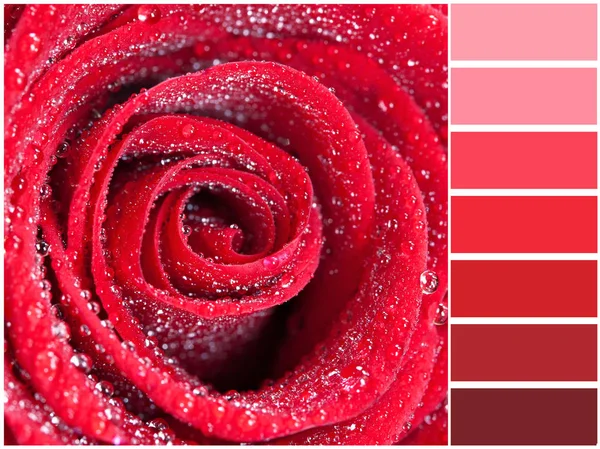 Χρώμα Παλέτα Σειρά Αποχρώσεις Του Scarlet — Φωτογραφία Αρχείου