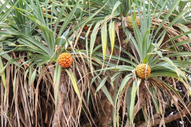 yenilebilir olmayan tropik pandan meyve veya Tayvan Adası'nda büyüyen palmiye ağaçlarından yetişen pandanus (Pandanus odoratissimus L)