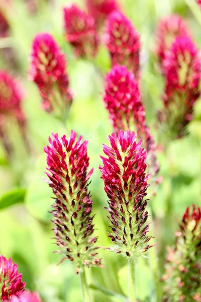 Trébol Carmesí Trébol Italiano Trifolium Incarnatum Que Crece Campo Para —  Fotos de Stock