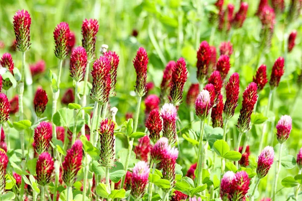 Trifoglio Cremisi Trifoglio Italiano Trifolium Incarnatum Che Cresce Nel Campo — Foto Stock