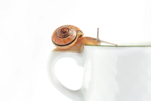 Caracóis Estão Uma Xícara Café Pensando Coffee Break Após Trabalho — Fotografia de Stock