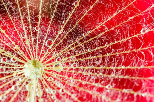 Vattendroppe Reflektion Maskros Frö Med Sclart Röd Blomma Backgrond Extrema — Stockfoto