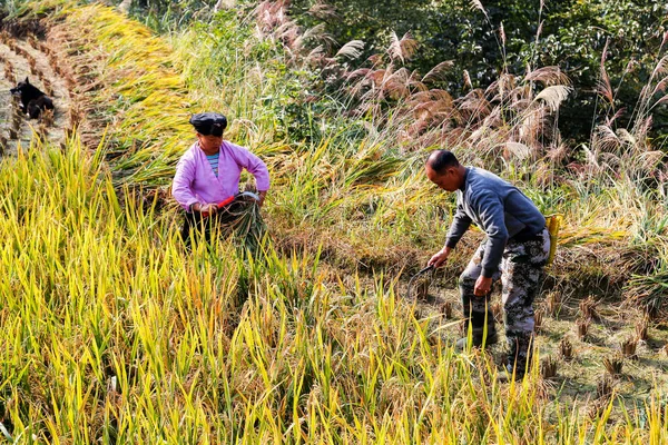 Longsheng Chiny Października 2014 Kilka Rolnik Zhaung Etniczne Jest Zbiory — Zdjęcie stockowe