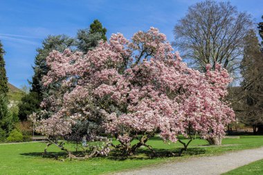 Giant magnolia tree in full blossom on a sunny spring day  clipart