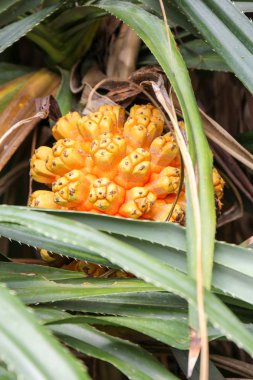 Tropikal pandan meyve veya Tayvan Adası'nda büyüyen palmiye ağaçlarından yetişen pandanus (Pandanus tectorius)