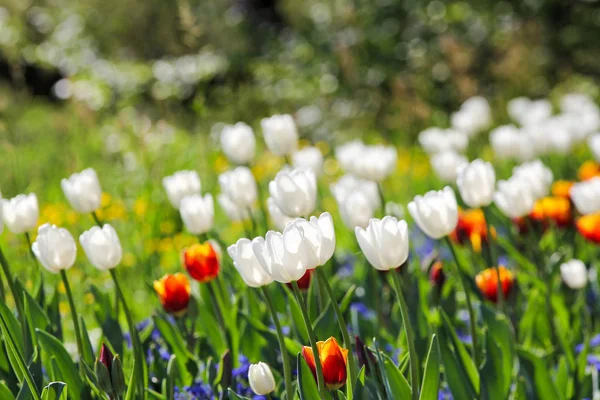 春天白色郁金香在花园中的背光与波奇在背景 — 图库照片