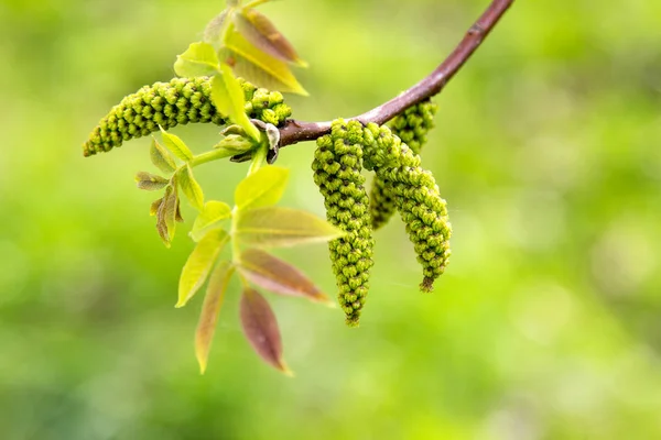 Floração Árvore Noz Início Primavera Tiro Macro — Fotografia de Stock