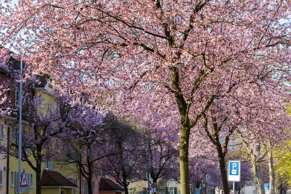 Blooming Pink Cherry Trees Street Living Quarter Zurich Friendly Living — 图库照片
