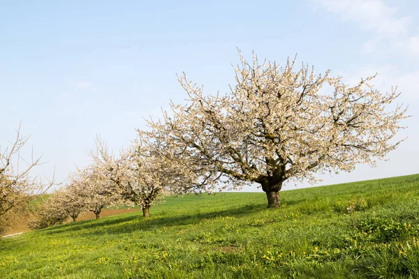 Pohon Ceri Mekar Dengan Bunga Mekar Putih Pagi Hari Bersinar — Stok Foto