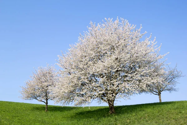 盛开的樱花与白花开花在春天的山上对蓝色 阳光明媚的天空 — 图库照片
