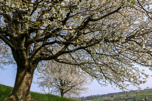 Gigantisk Gammal Blommande Körsbärsträd Med Vit Blomma Blomma Vårsäsongen Fruktodlingar — Stockfoto