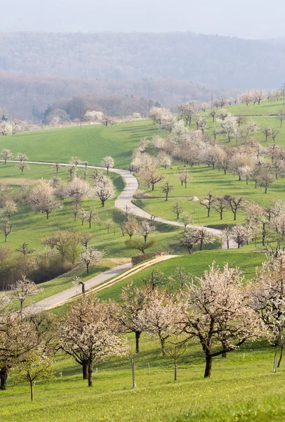 Wzgórze Pełne Kwitnących Wiśniowych Drzew Białym Kwiatowym Kwiatem Sezonie Wiosennym — Zdjęcie stockowe