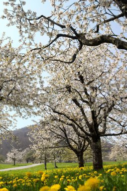Beyaz çiçekli kiraz ağacı, bahar mevsimi tarım bölgesinde meyve bahçeleri Olsberg, Baselland, İsviçre