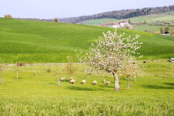 Terras Agrícolas Com Ovelhas Sob Árvore Cereja Florescente Com Flor — Fotografia de Stock