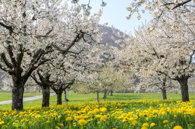 Meyve bahçesinde karahindiba çayır ı ile beyaz çiçek çiçeği çiçeklenme kiraz ağacı satırları