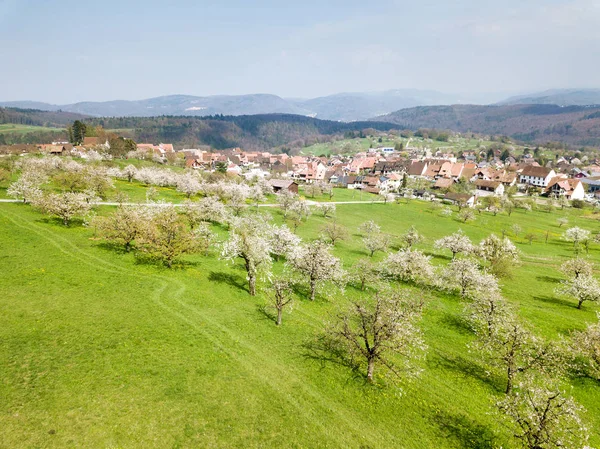 Flygbild Över Den Schweiziska Byn Nuglar Med Blommande Orchard Garden — Stockfoto