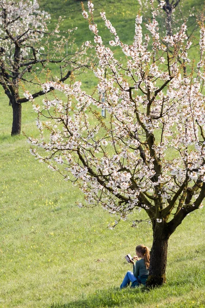 A young woman is taking rest under a blooming cherry tree in Nuglar, where it is a well known village for cherry orchard.