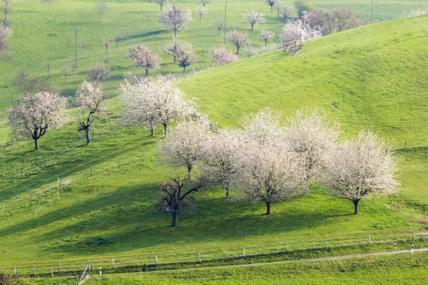 Kwitnące Drzewo Wiśniowe Białym Kwiatem Sezon Wiosenny Sadach Owocowych Regionach — Zdjęcie stockowe
