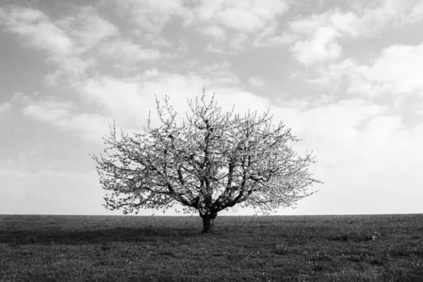 Enda Blommande Körsbärsträd Den Mjuka Morgonsolen Lyser Mot Blå Himmel — Stockfoto