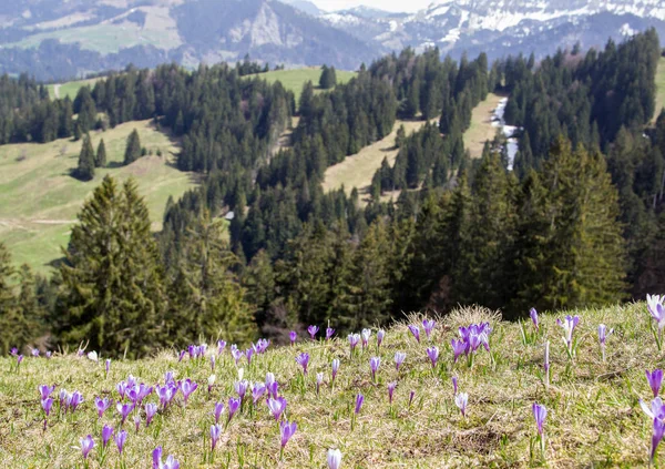 Roxo Branco Crocus Flores Alpinas Florescendo Primavera Montanha Alpes — Fotografia de Stock