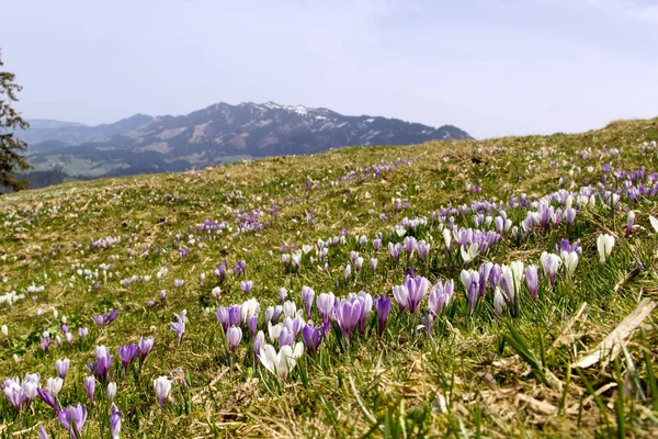 Lila Och Vita Crocus Alpina Blommor Blommar Ren Alperna Berg — Stockfoto