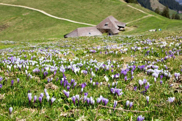 Lindos Alpes Crocodilo Flor Selvagem Florescendo Alta Montanha Início Primavera — Fotografia de Stock