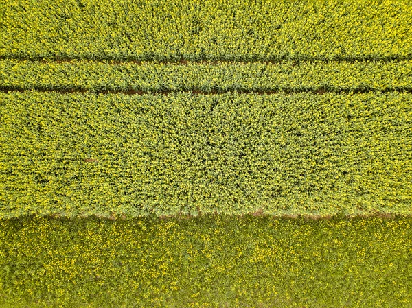 绽放的油菜场与线条和颜色色调的黄色和绿色 — 图库照片