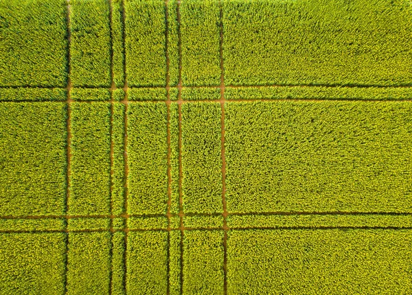 黄色と緑の線と色合いを持つ咲く菜の花畑の線 — ストック写真