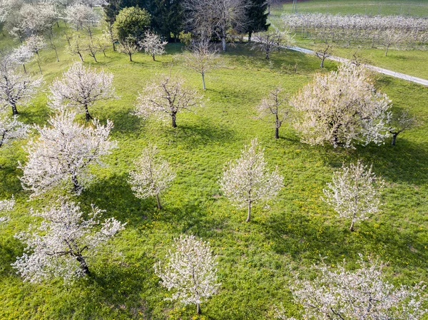 Luftaufnahme Landwirtschaftlicher Regionen Mit Blühendem Obstgarten Über Dem Hügel — Stockfoto