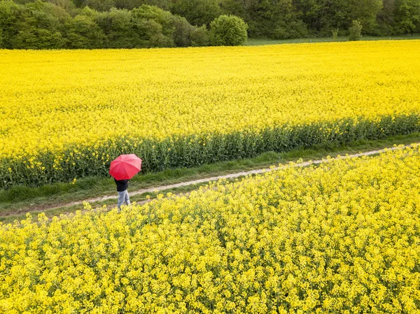 Person Red Umbrella Walking Yellow Blooming Rape Field — Stock Photo, Image
