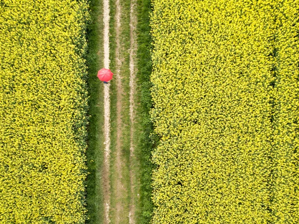 盛开的油菜田与红色伞在路径通过 — 图库照片