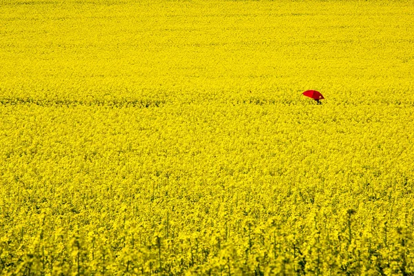 Uma Pessoa Com Guarda Chuva Vermelho Caminhando Através Campo Estupro — Fotografia de Stock