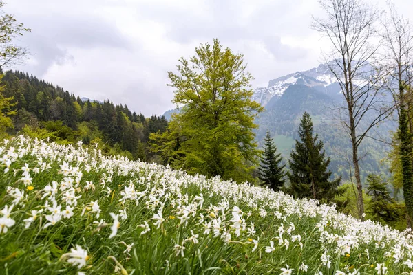Flor Narciso Selvagem Narcissus Poeticus Boca Dos Alpes Suíços Vaud — Fotografia de Stock