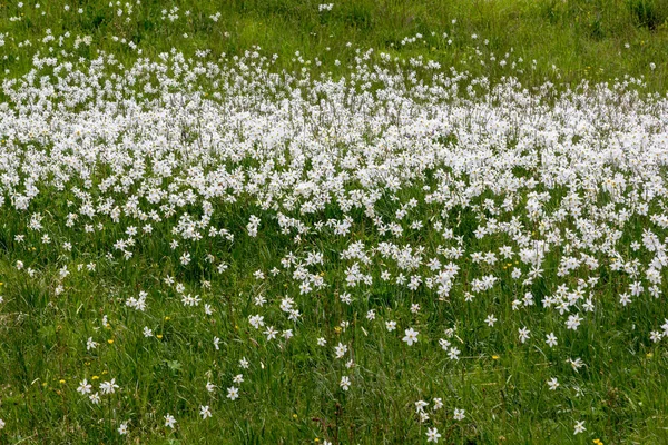 Campo Estepe Florescente Com Flor Narciso Selvagem Narcissus Poeticus Nos — Fotografia de Stock