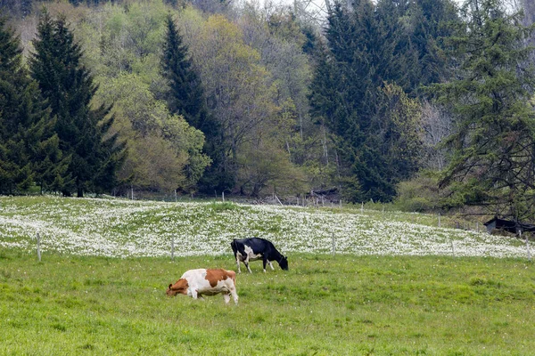 スイスアルプス山脈の白い野生の水仙の花 水仙詩 で牧草地で牛が放牧 — ストック写真