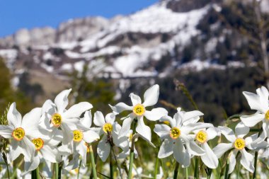 Arka planda kar kaplı İsviçre Alp Dağları, Cenevre Gölü üzerinde Montreux Riviera bölgeleri bulunan yabani narsis çiçeği (narcissus poeticus).