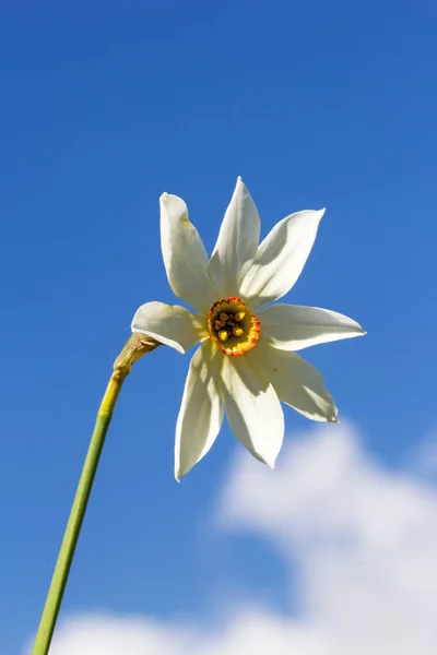 Een Zeldzame Exemlar Van Wilde Narcissus Bloem Narcissus Poeticus Met — Stockfoto