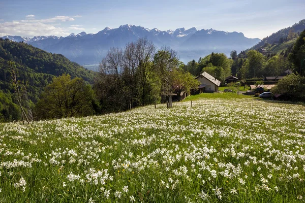 Campo Florescente Com Flor Narciso Selvagem Narcissus Poeticus Nos Alpes — Fotografia de Stock