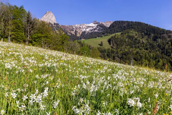 Blühendes Feld Mit Wilder Narzissenblüte Narcissus Poeticus Den Schweizer Alpen — Stockfoto