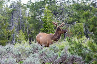 Grand Teton Ulusal Parkı, Wyoming, Usa 'da vahşi erkek geyik.