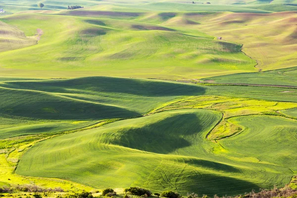 Campos Trigo Colinas Onduladas Horas Mañana Palouse Estado Washington —  Fotos de Stock