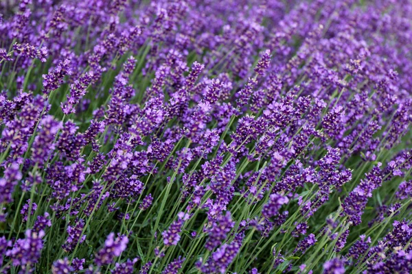 Lavendel Veld Close Een Full Frame Achtergrond — Stockfoto